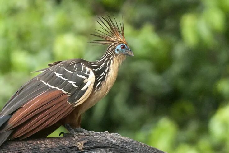 hoatzin - Google zoeken Birds, Animals