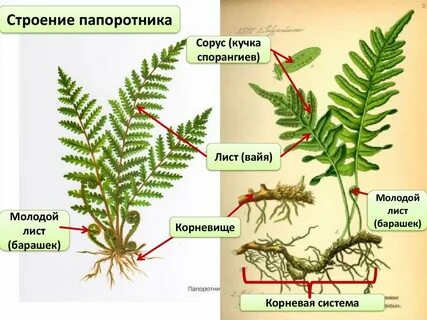 Папоротниковидные растения органы