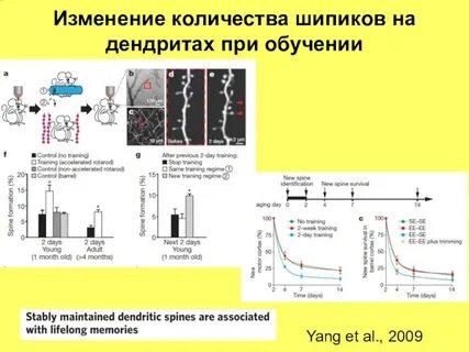 Yang et al