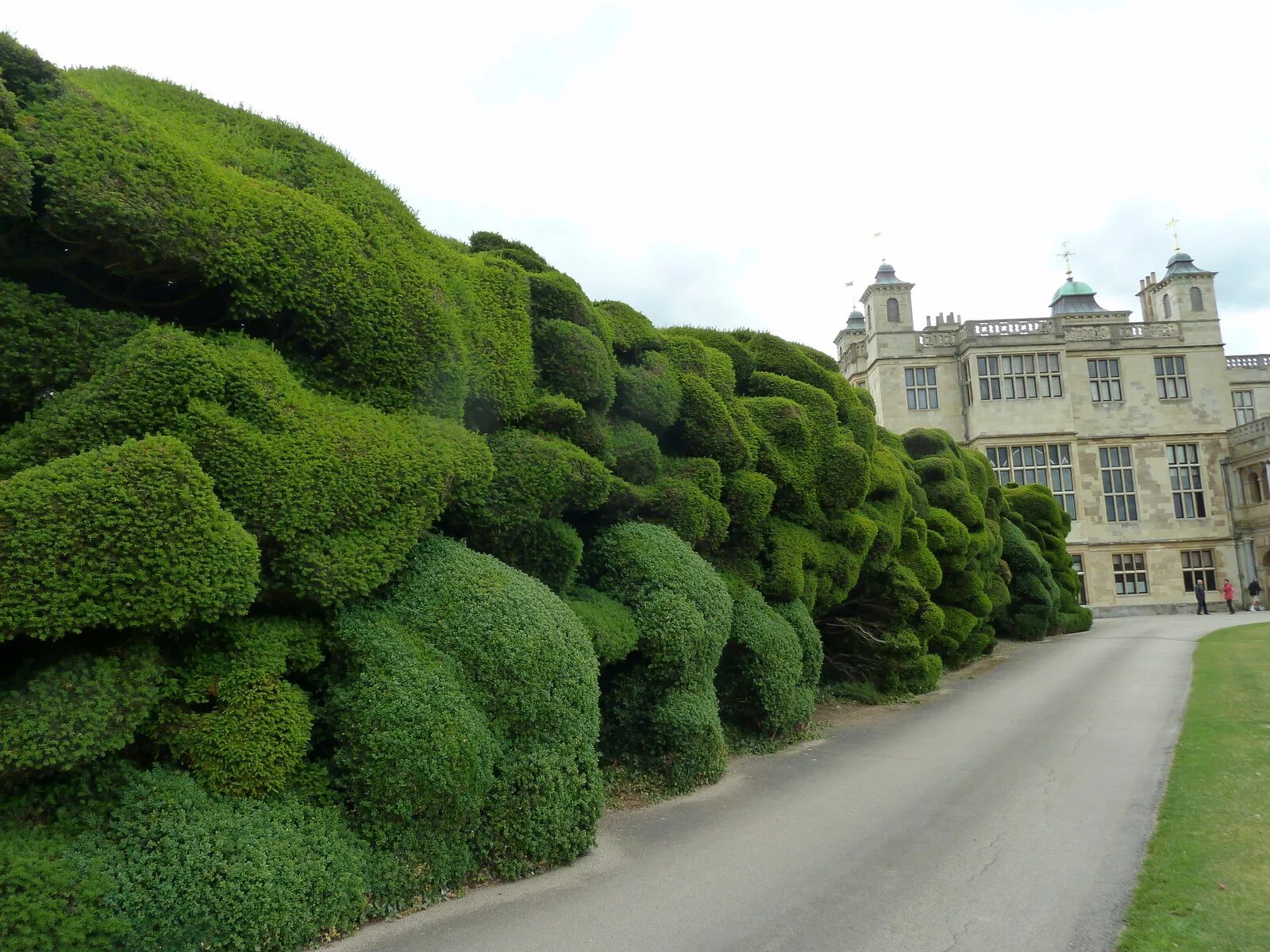 Боярышник однопестичный живая изгородь. Maidwell hall живая изгородь. Кизильник живая изгородь. Боярышник кроваво-красный изгородь. Спирея японская живая изгородь.