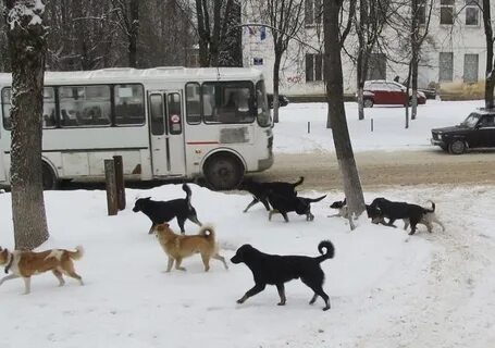 Бродячих собак 4