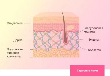 Плотность эпидермиса