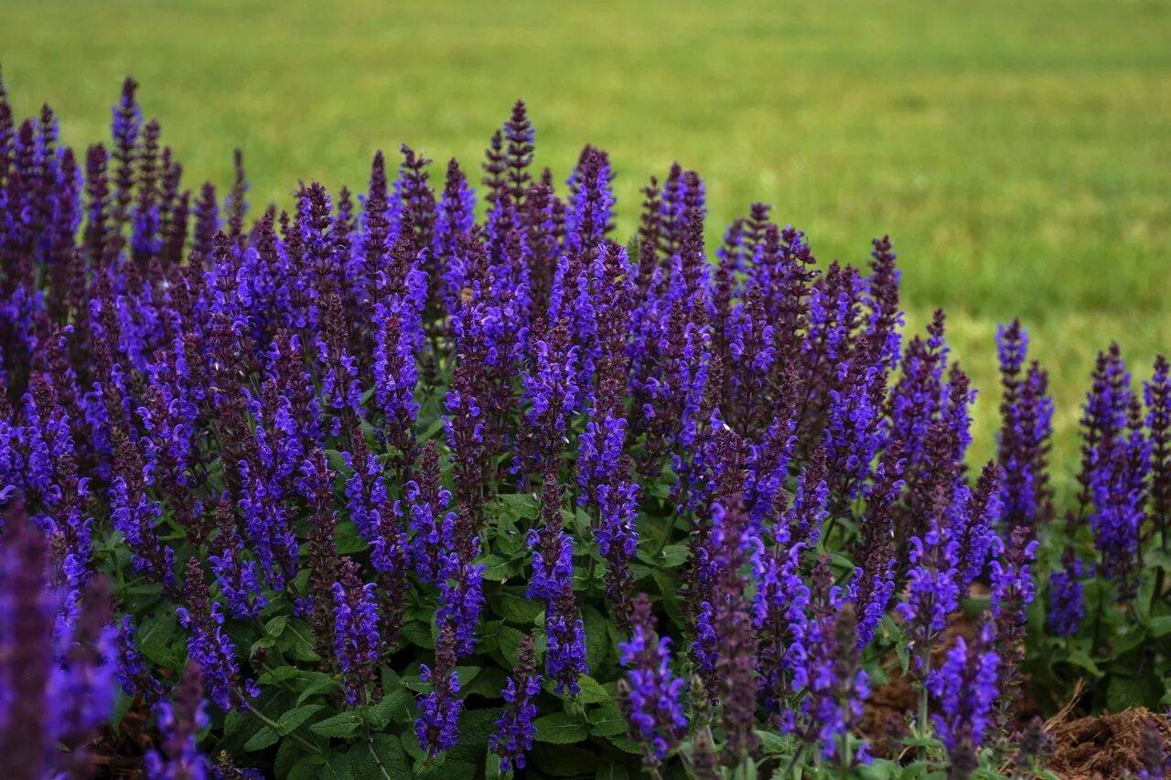 Шалфей высокий. Шалфей сальвия дубравный. Шалфей дубравный (salvia nemorosa `caradonna`). Сальвия дубравная блаукенигин многолетняя. Шалфей высокий.