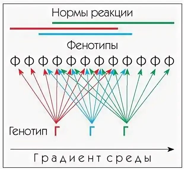 Различные фенотипы одуванчиков одного генотипа вид изменчивости