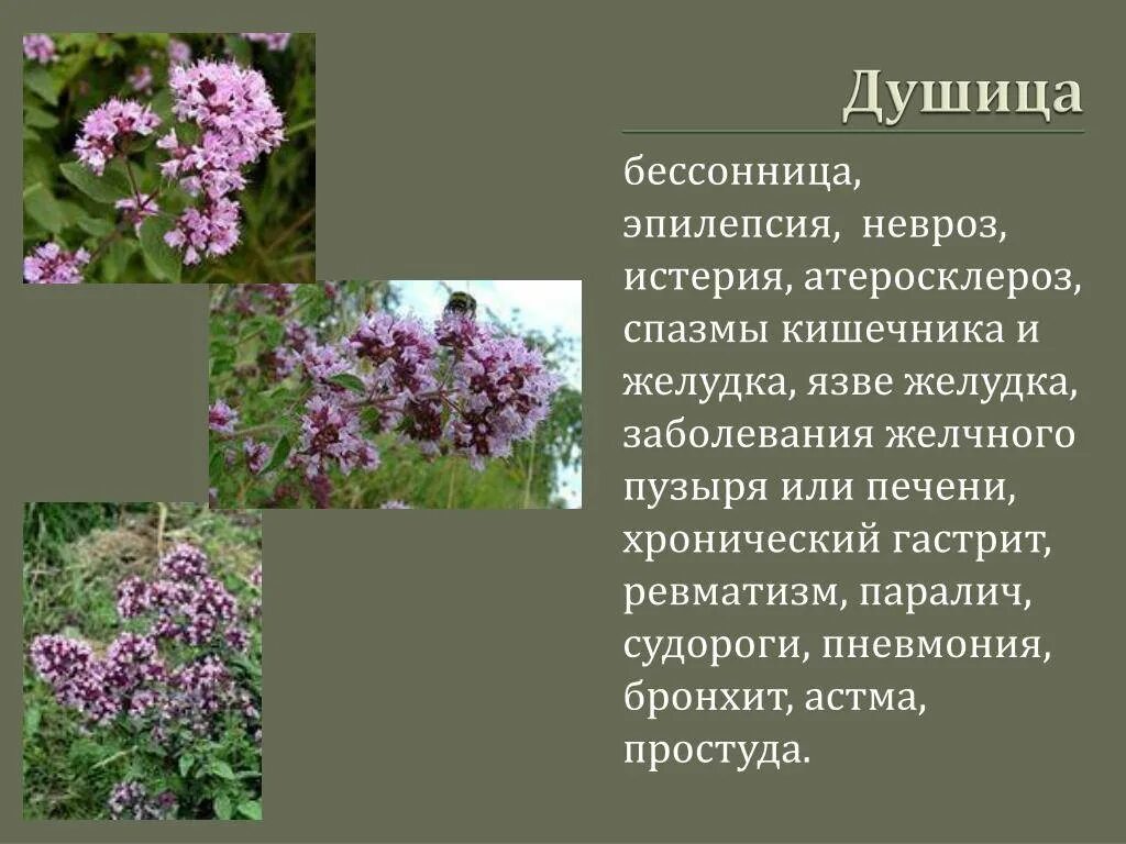 Душица и душица в чем разница. Душица сибирская. душица круглолистная аметист. душица полевая. душица луговая.