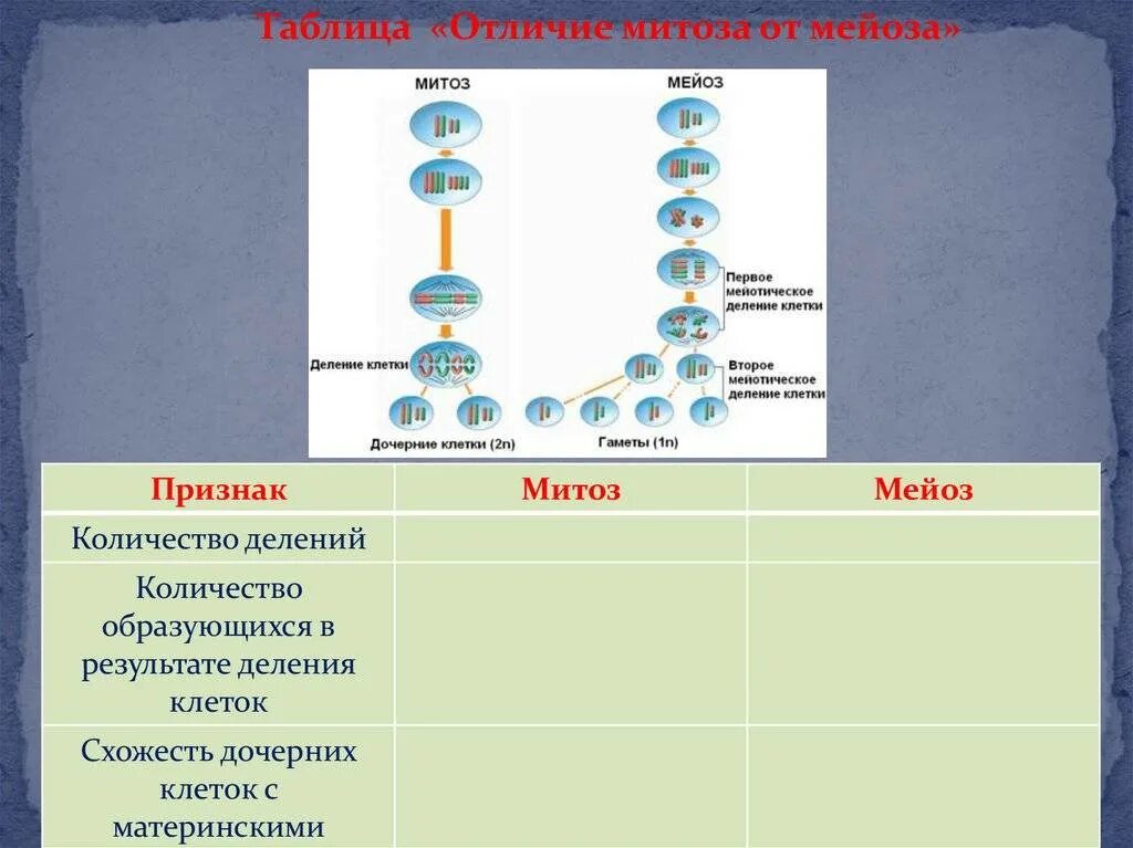 Сравнение митоза и мейоза таблица. Деление клетки митоз и мейоз. Роль хромосом в делении клеток. Материнская и дочерняя клетки. Мейоз материнская клетка.