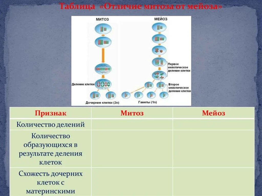Отличие митоза от мейоза