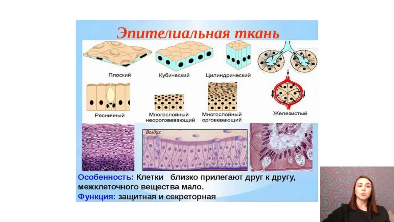 Какие функции выполняет эпителиальная ткань человека. Строение эпителиальной ткани анатомия. Эпителиальные ткани человека ЕГЭ биология. Вид ткани 1)  эпителиальная 2)  соединительная. Строение эпителиальной ткани человека 8 класс биология.