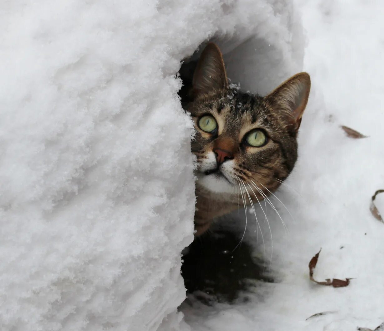 Где прячется снег. Аляскинский снежный кот. Кошка в снегу. Котенок в сугробе. Сон кота.