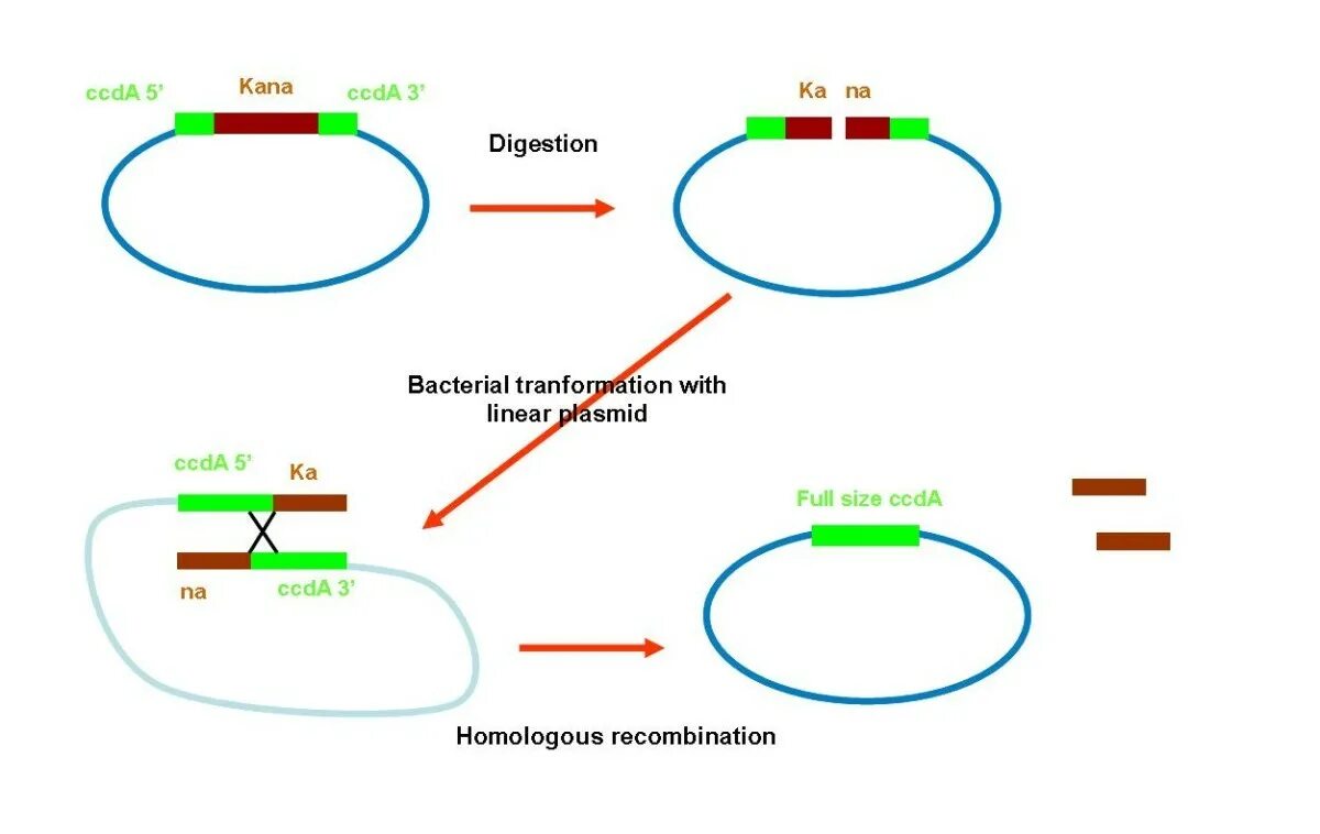 Очистка плазмид. Плазмида схема. Выявление плазмид. Homologous recombination. Метод плазмид схема.