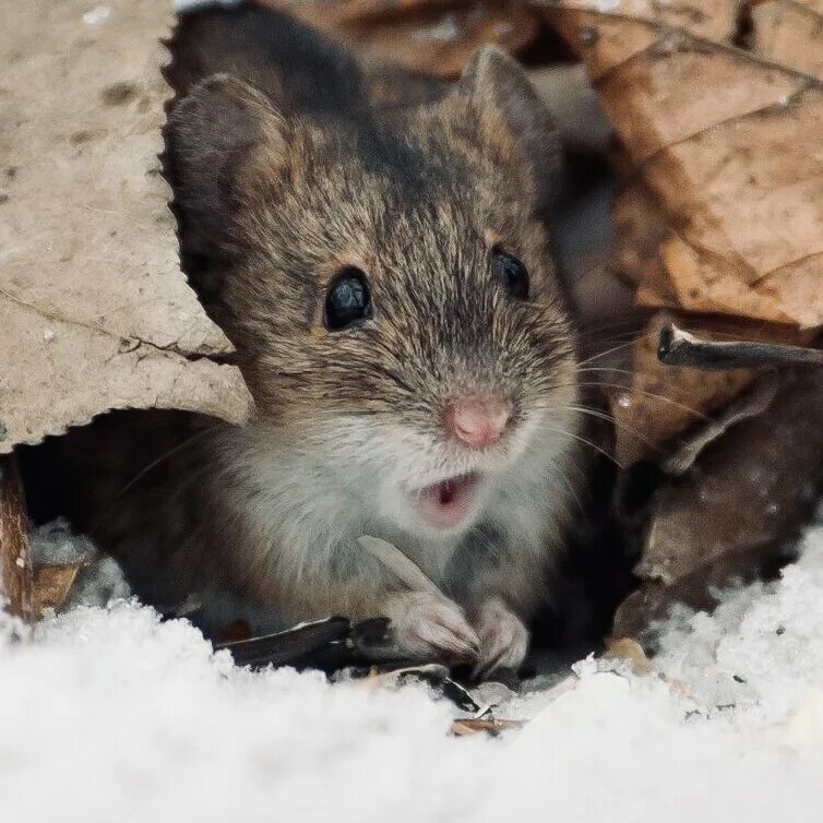 Зимующая полевка. Шикотанская полевка. Лесные мыши, полёвки зимой. Грызуны зимой. Грызуны на даче зимой.
