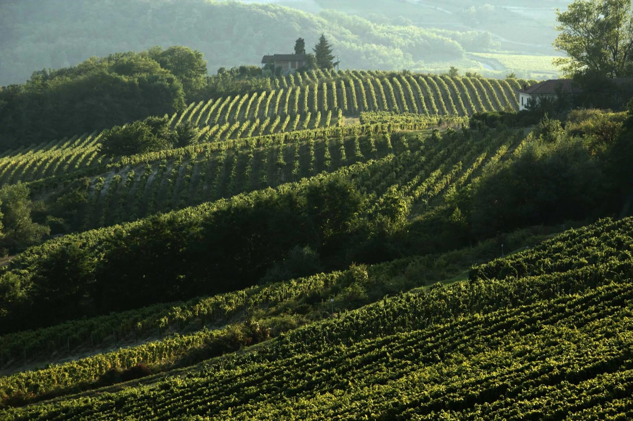 Терруар вторая линия. Винодельня la scolca. терруар. rovereto hill vineyards.