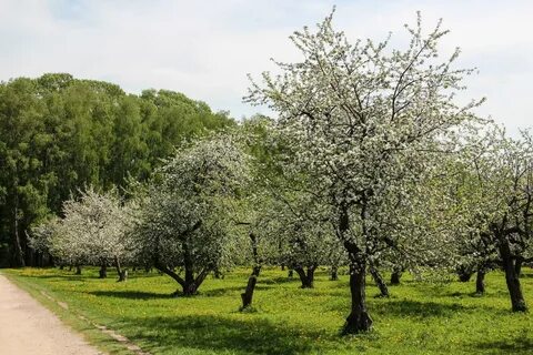 Яблоневые сады ясной поляны