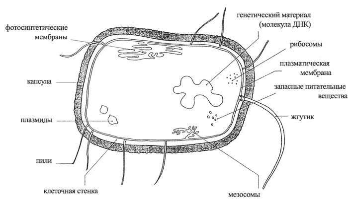 Прокариоты рисунок. Строение прокариотической бактериальной клетки. Строение бактериальной клетки прокариот. Схема строения клетки прокариот. Строение клетки прокариот бактерии.