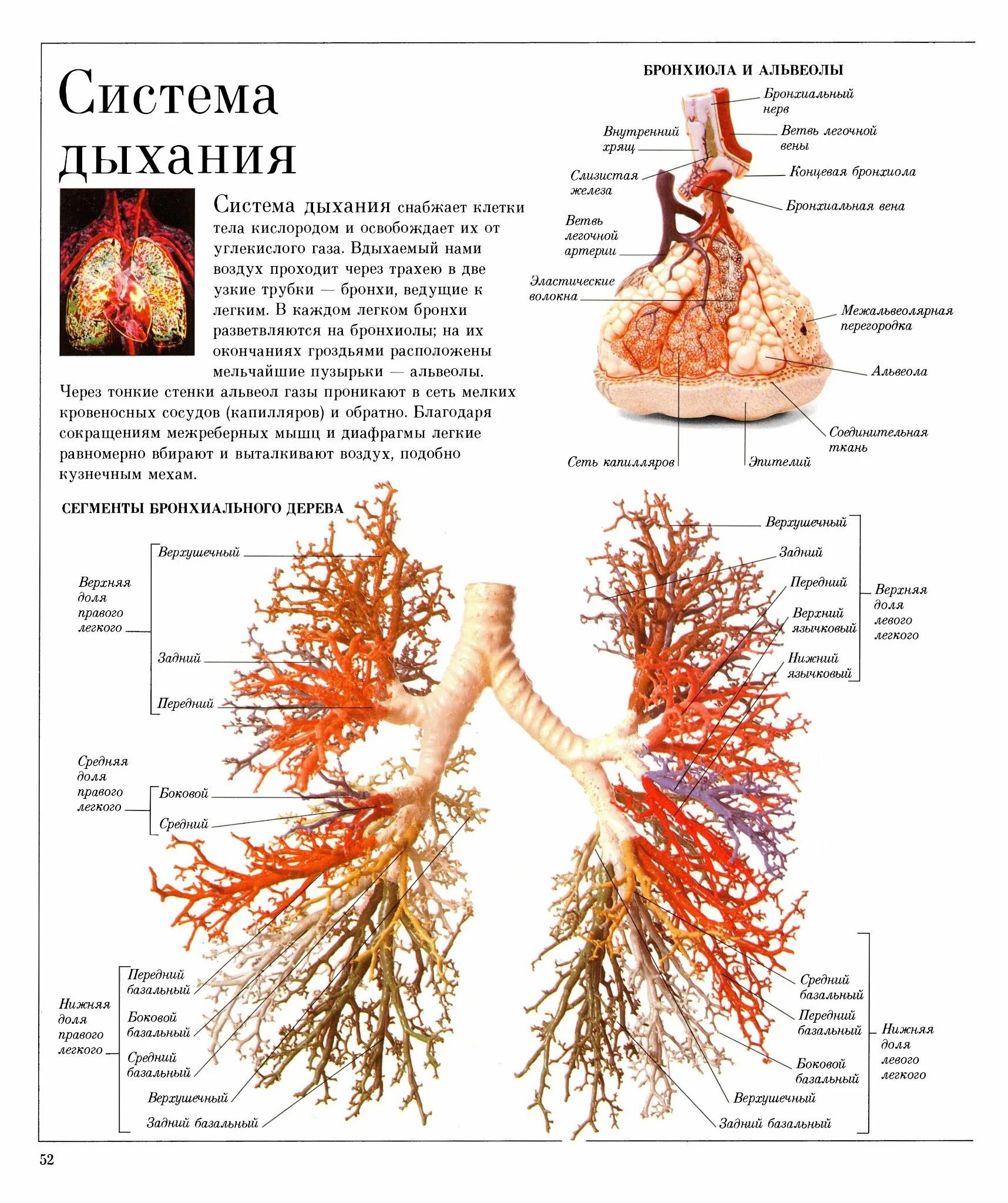 Бронхиальное дерево и ацинус. Сегментарное строение бронхиального дерева. Ветвление бронхиального дерева. Ветвление бронхиального дерева анатомия. Бронхиальное дерево легких