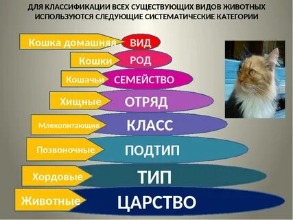 Систематические группы животных биология 8 класс