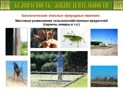 Опасное биологическое явление