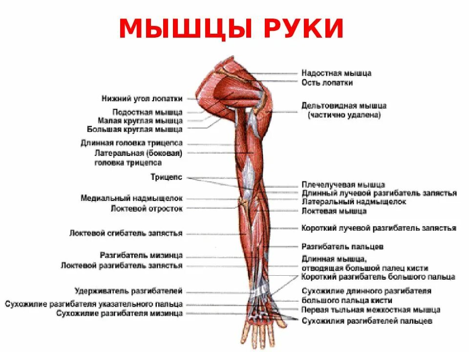 Мышцы верхней конечности анатомия. Поверхностные мышцы верхних конечностей. Мышцы верхней конечности анатомия вид спереди.