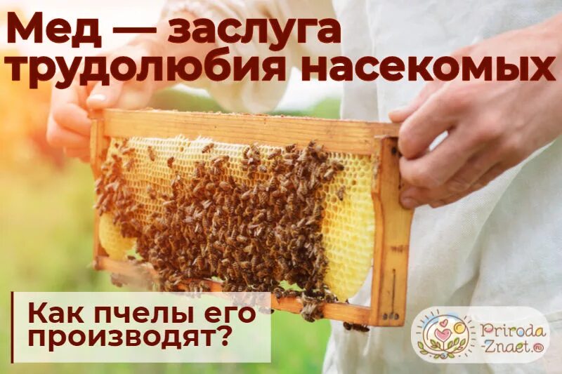 Сколько делать мед. Как образуется мед. Как делают мед. Как получается мед для детей. Как пчелы делают мед.