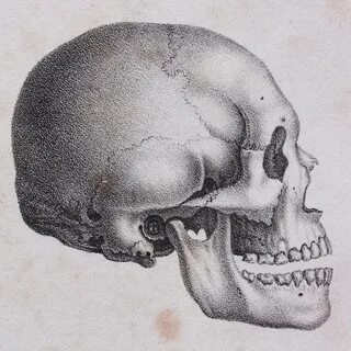 В ее черепной коробке