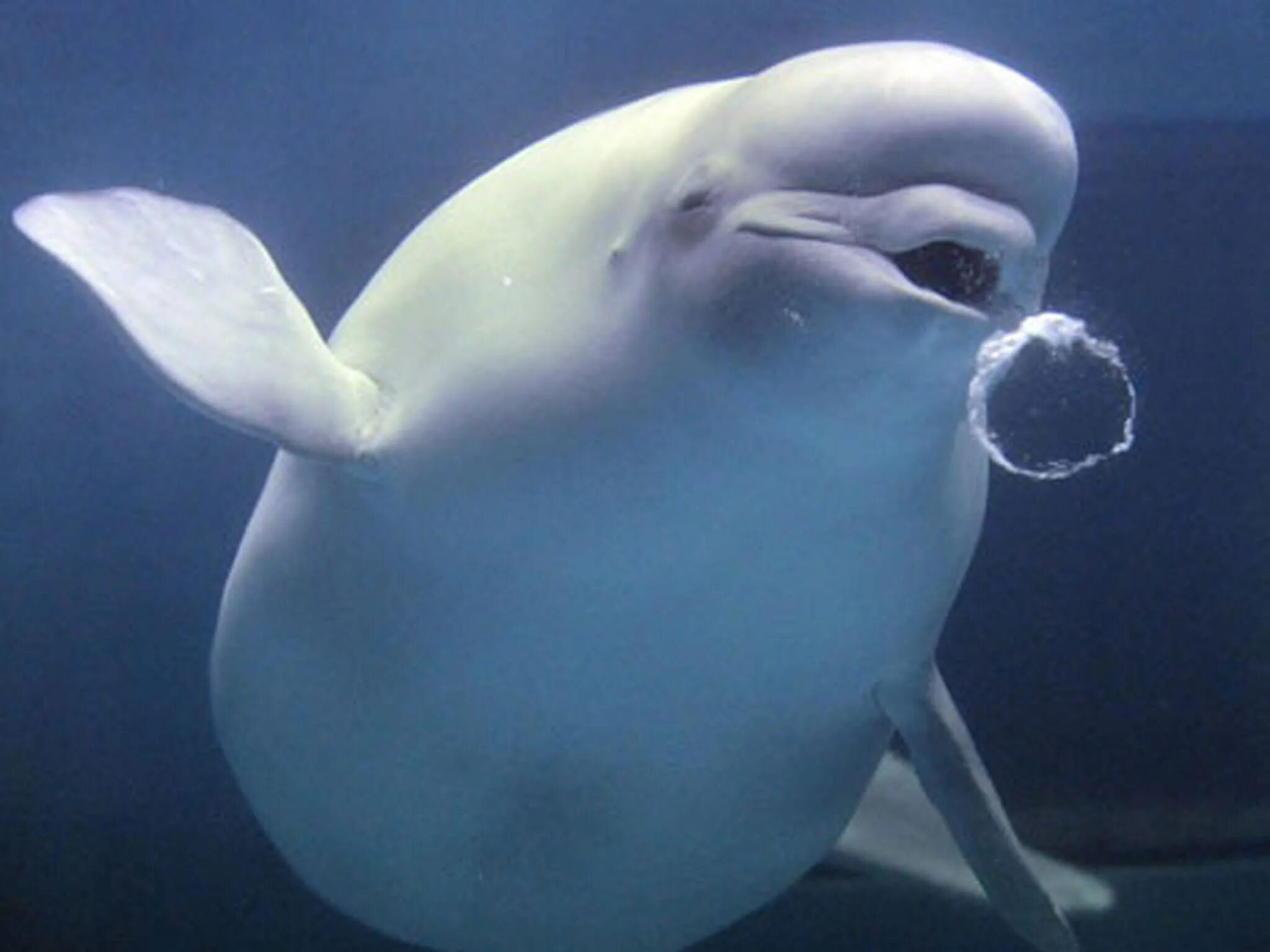 Кит Белуха. Белый кит Белуха. Белый Дельфин Белуха. Морские млекопитающие Белуха.