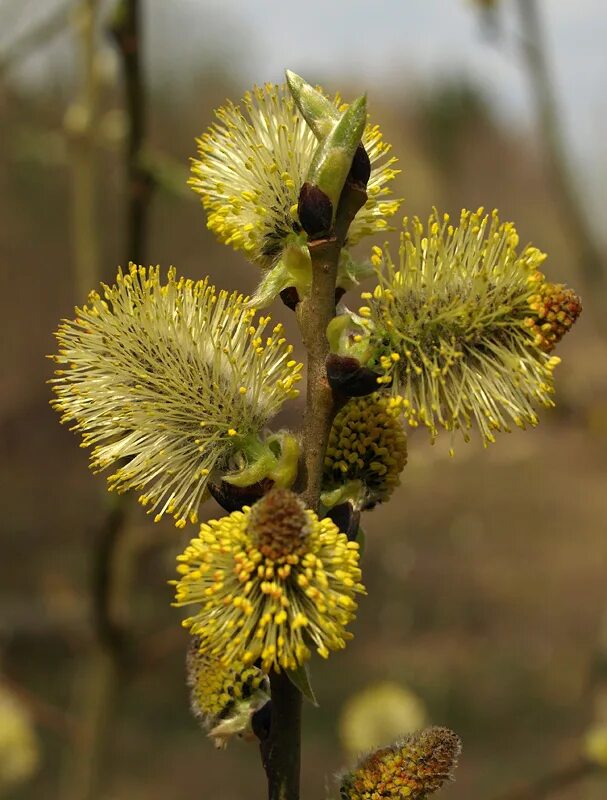 Плакучая ива цветение. Цветущая ива. Как цветет ива. Ива бредина ветки. Ива трехтычинковая пух.