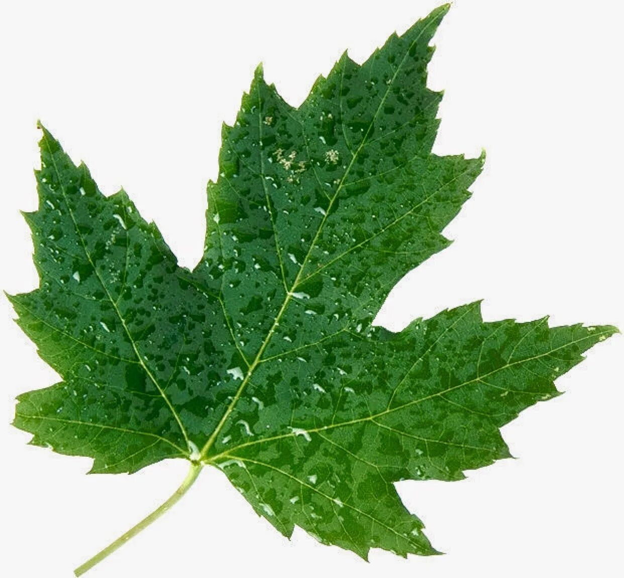 Sassafras tree leaf png. Дон черри нхл. Зеленый лист клена. Текстура листа. Leafs 9.