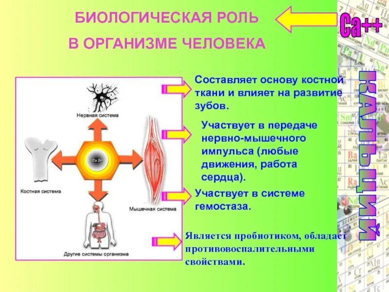 Биологическая роль металлов. Металлы в организме человека презентация. Биологическая роль металлов в организме человека. Элементы-металлы в организме и их биологическая роль. Что составляет основу человека