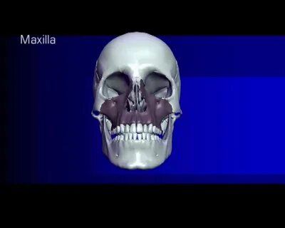 Максилла