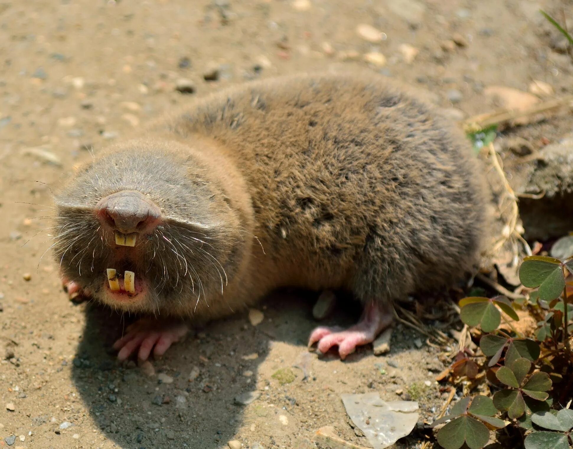 Малоглазый слепыш. Слепыш животное. Буковинский слепыш. Гигантский слепыш. Крот слепыш обыкновенный.