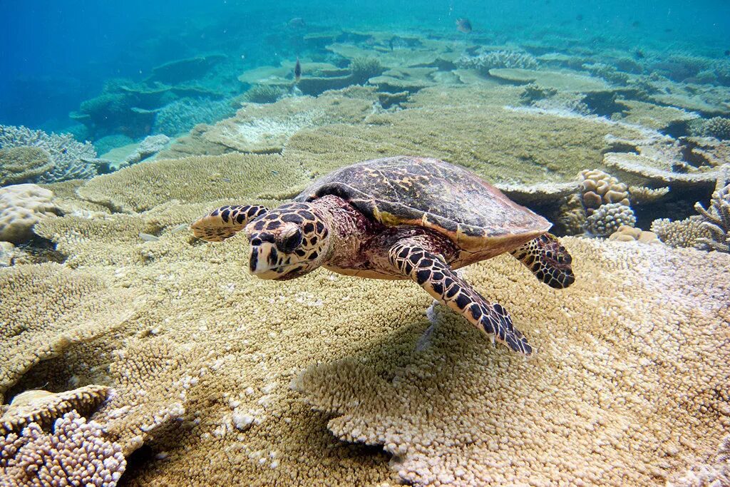 Черепаха на берегу. Черепаха каретта-каретта. caretta caretta черепаха. хиккадува черепахи. черепаха каретта (логгерхед).
