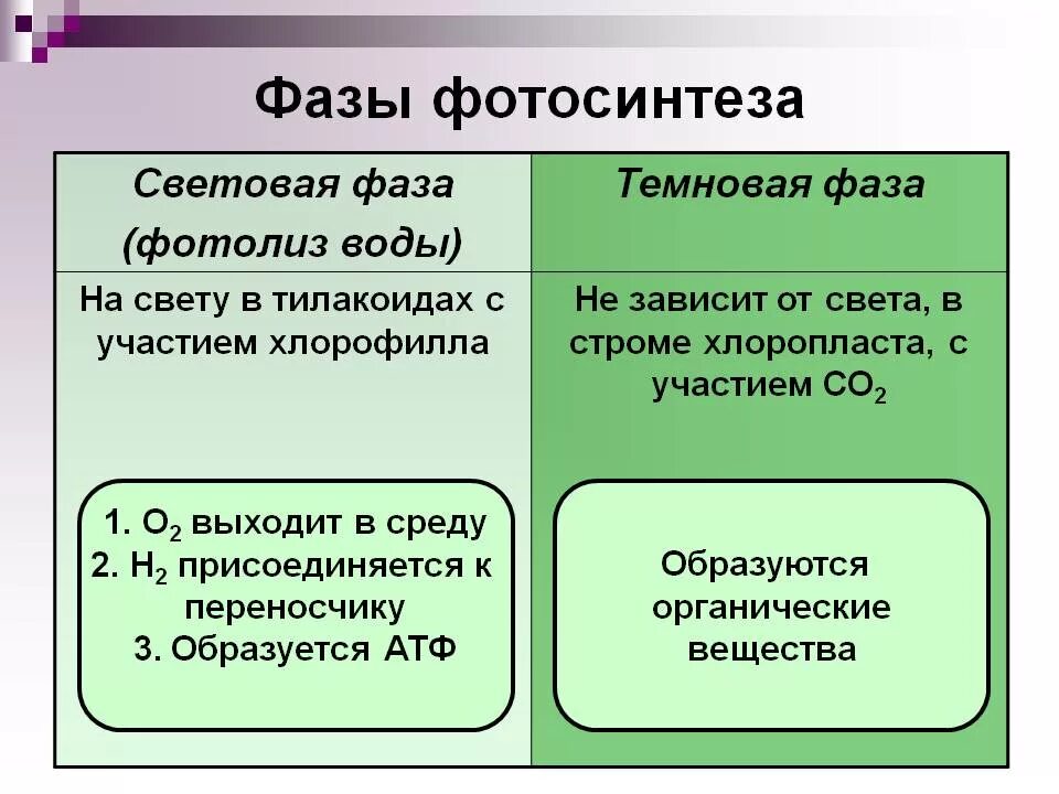 Основные процессы световой фазы фотосинтеза. Темновая фаза фотосинтеза процессы. Процессы Темновой фазы фотосинтеза. Процесс фотосинтеза световая и темновая фазы. Темновые реакции