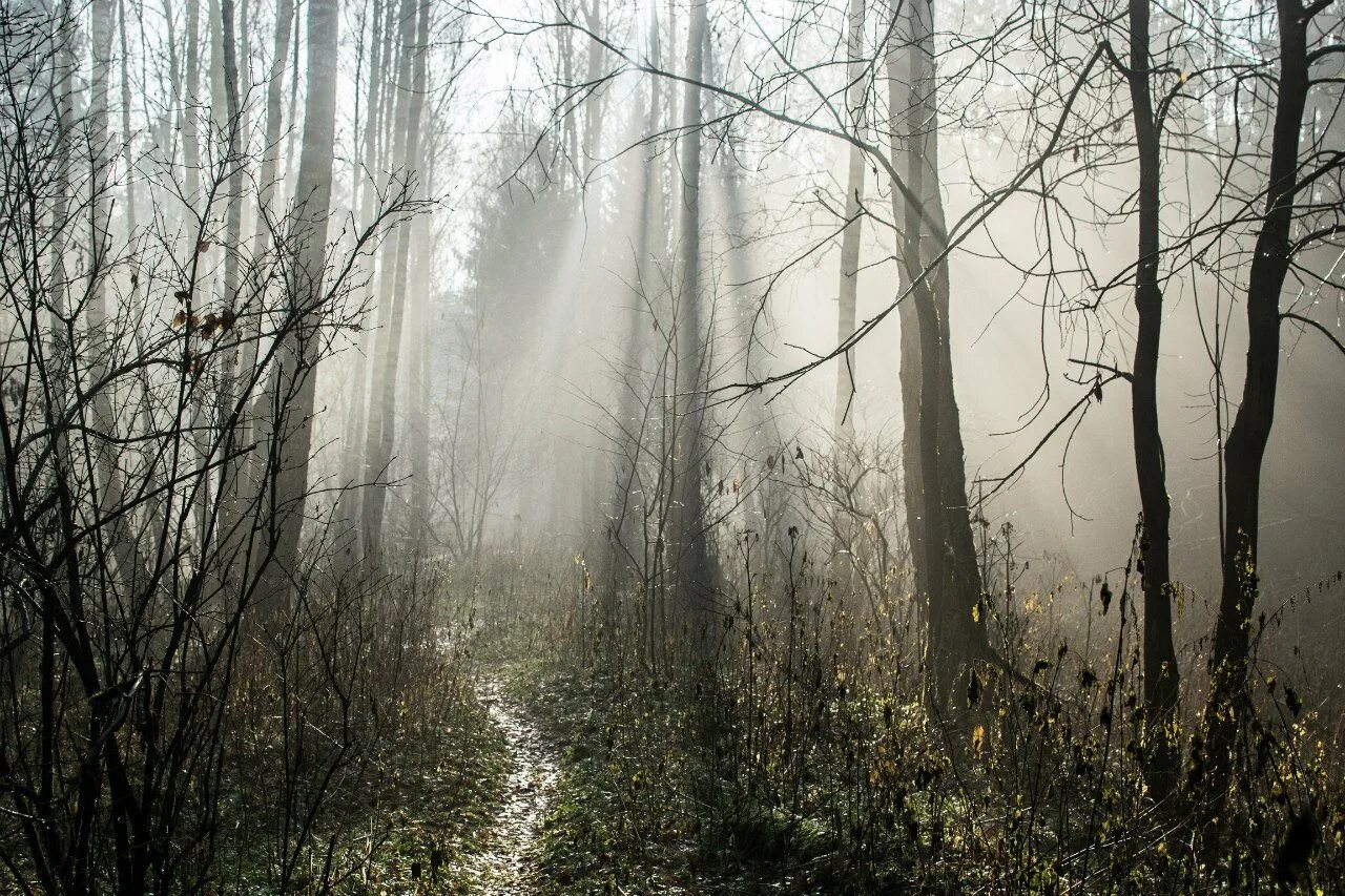 дождь в лесу. лес под дождем. шварцвальд тропа. дождь в лесу. лес дождь ответ.