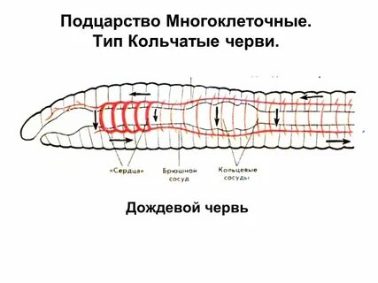 Кольчатые черви количество кругов кровообращения