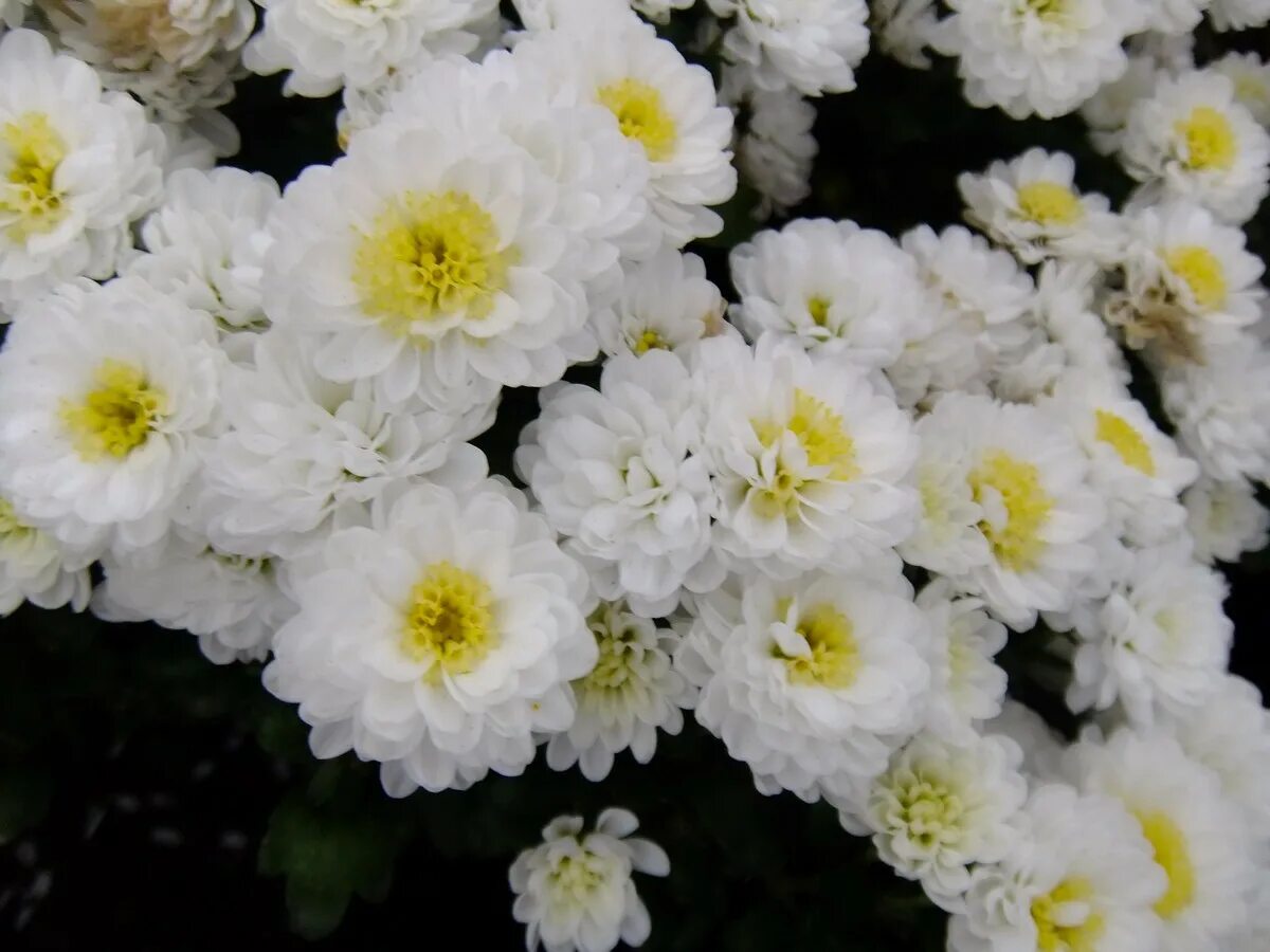 Хризантема эльф. Хризантема эльф. Хризантема эльф белый. Хризантема эльф фото. Мультифлора эльф уайт.