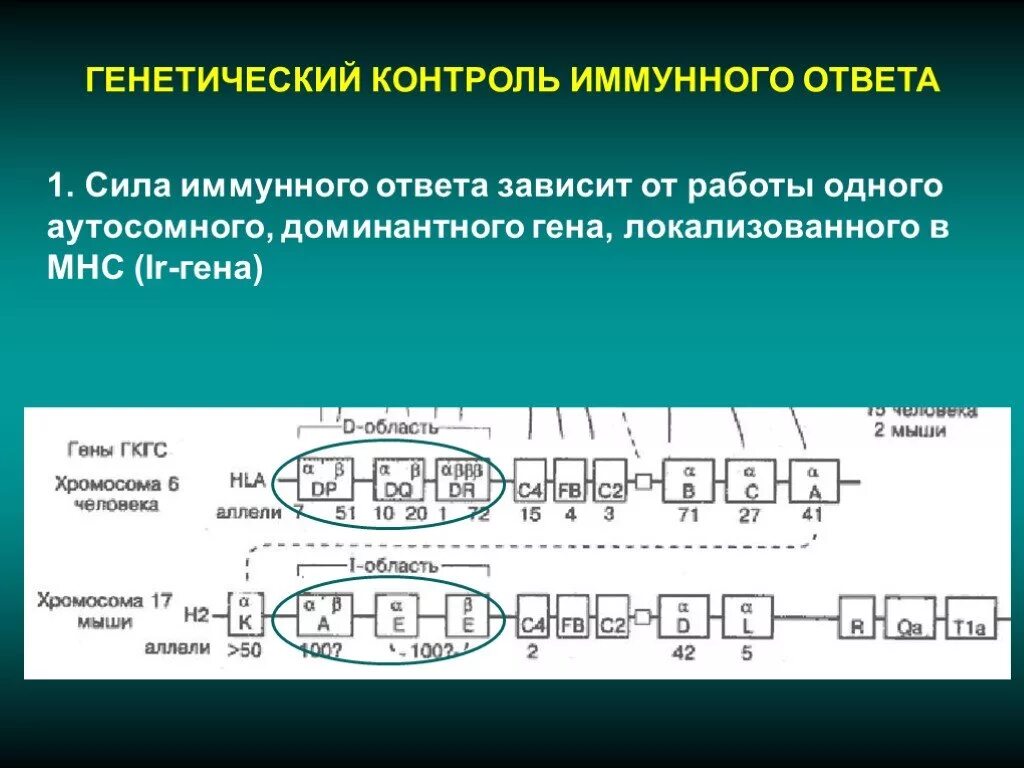 Генетический иммунного ответа