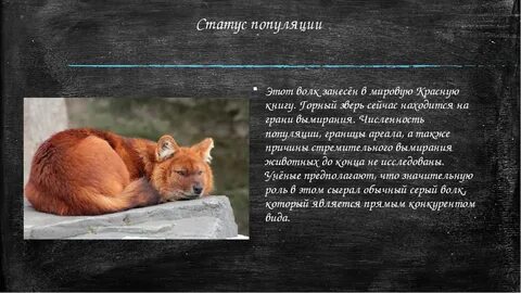Между красным яром и рудной волки