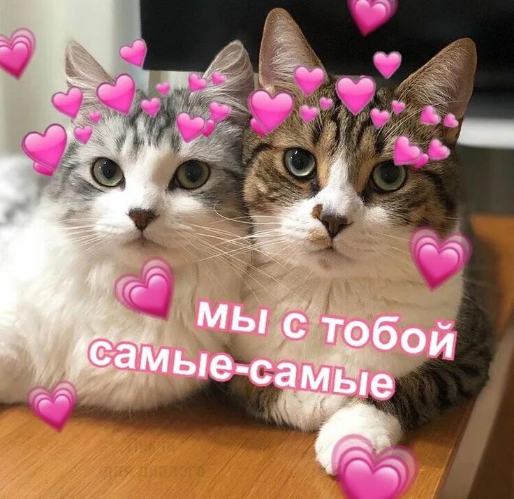 Милый котик с сердечками. Котик с сердечком. Картинка с милой надписью и котиком. Картинка с милой надписью и котиком. Картиночки с котиками.