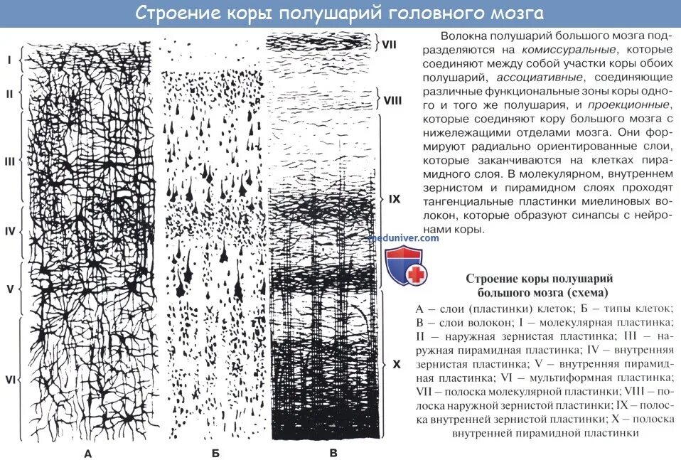 Слои коры больших полушарий схема. Строение коры больших полушарий. Строение новой коры головного мозга. Слои новой коры больших полушарий головного мозга. Слои коры больших полушай.
