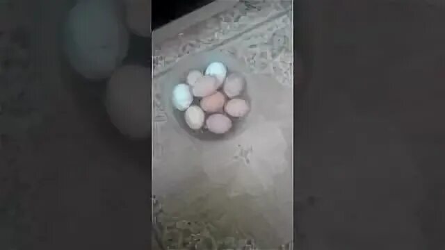 Моют ли яйца перед инкубацией