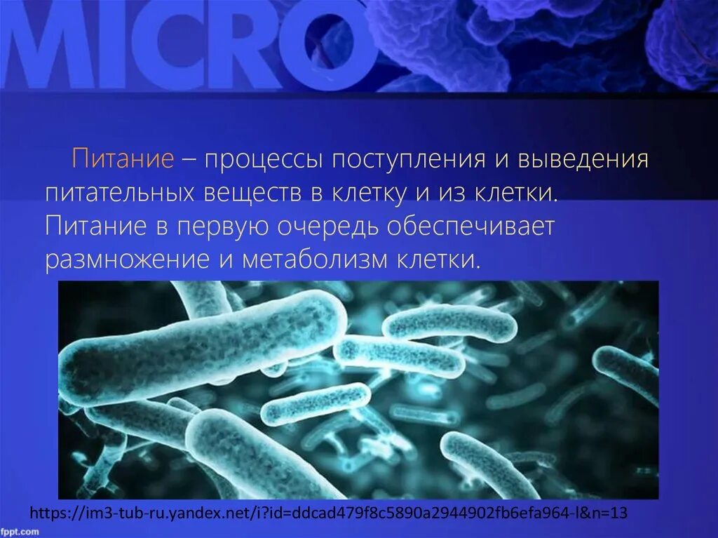 Питание клетки бактерии. Питание бактерий. Питание микроорганизмов. Процессы жизнедеятельности бактерий. Литотрофные бактерии.