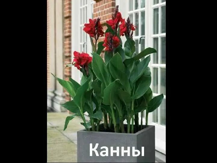 Канны цветы. Канна индийская 'тропикал ред'. Канна индийская тропикал бронз скарлет. Канна хэппи кармен. Канна стриата.