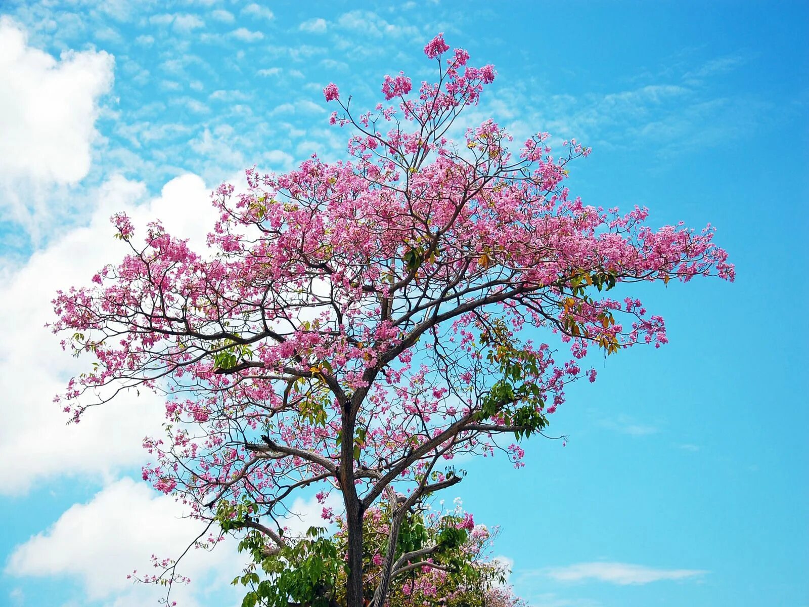 Черри блоссом дерево. Сакура черри блоссом дерево. Pink черри блоссом дерево деревья. Акация Сакура.