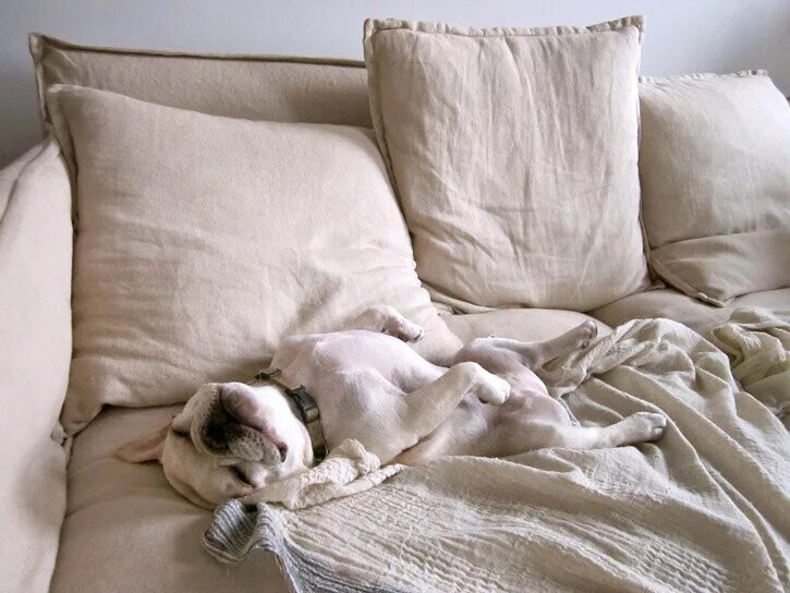 Зверь в постели. Собака в постели. Кровать для собаки. Собака лежит на кровати.