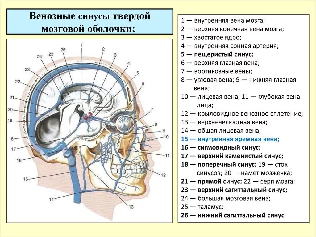 Синус оболочки мозга