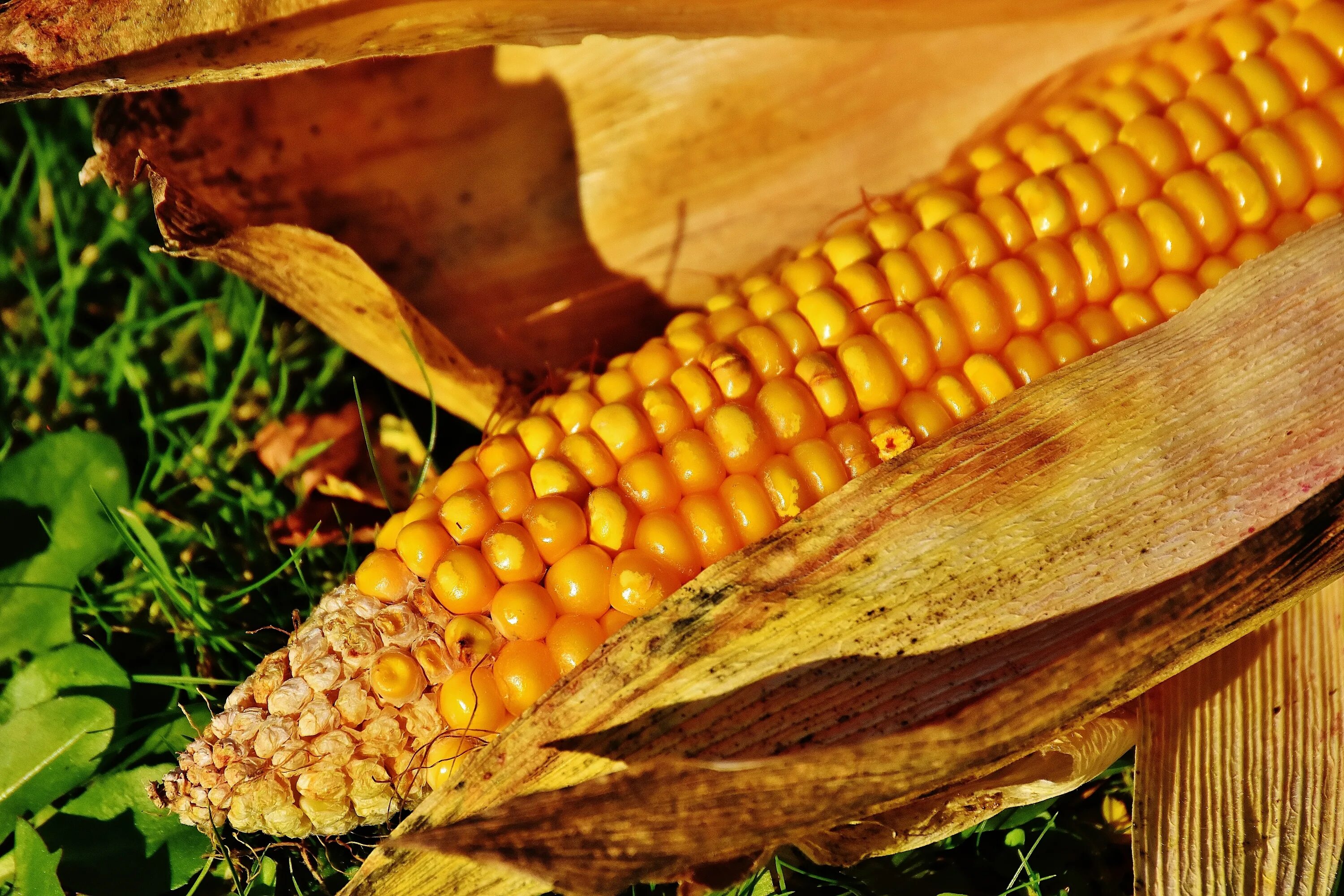 Corn на русском. Диплодиоз кукурузы. Кукуруза початок. Пазлы кукурузные початки. Зерновые овощи.