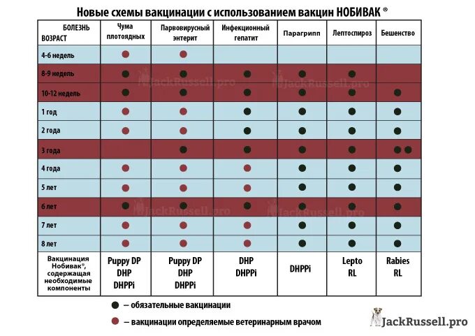 Когда собакам делают прививки: график в зависимости от возраста в таблице