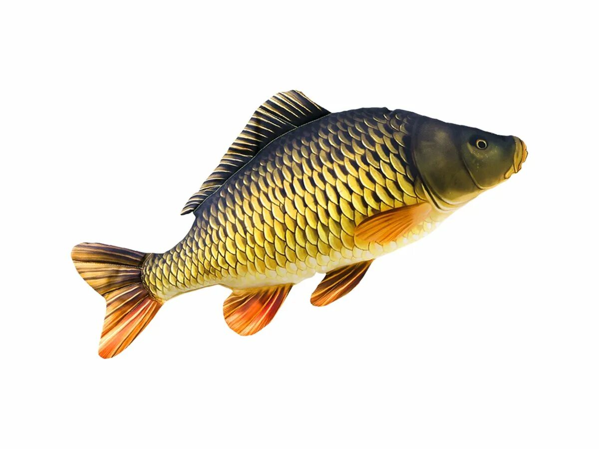 Сазан (Cyprinus Carpio). Карп обыкновенный – Cyprinus Carpio. Рыбки на белом фоне. Рыба на белом фоне. Живая рыба карась
