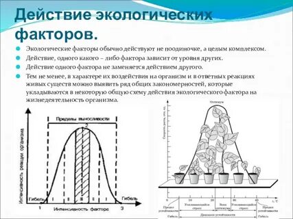 Согласно закону оптимума любой фактор среды имеет