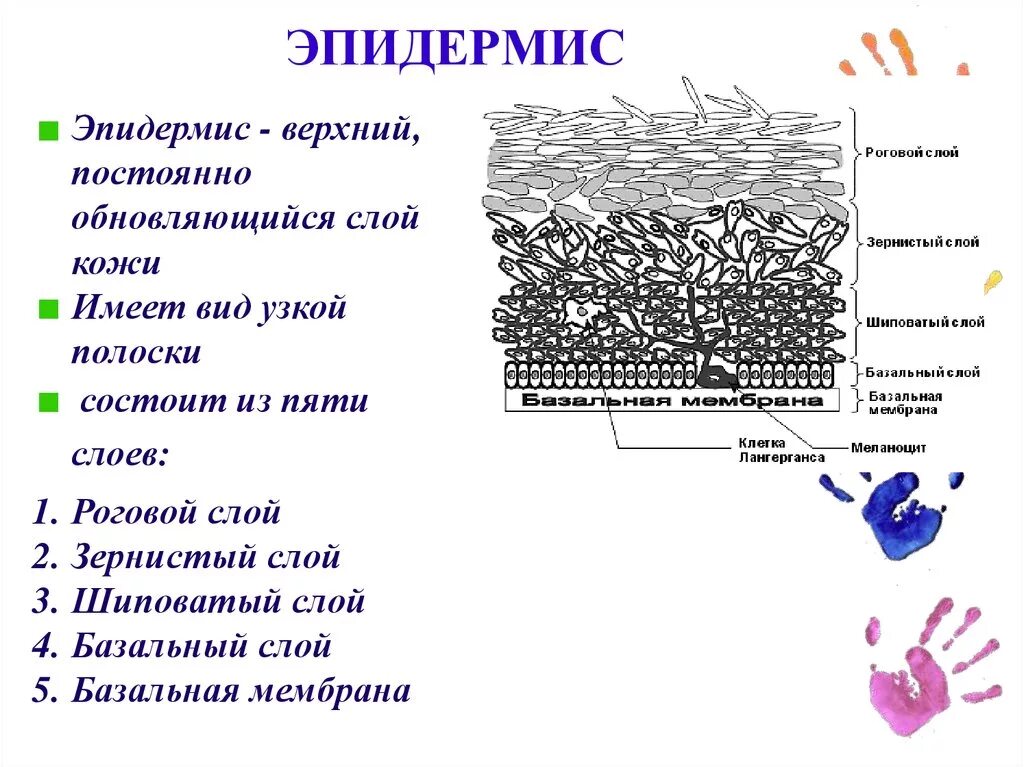 Функции кожи 9 класс биология. Строение рогового слоя эпидермиса. Функции слоев эпидермиса кожи. 5 Слоев эпидермиса схема. Эпидерма строение и функции.